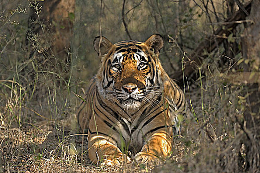 印度,孟加拉虎,虎,栖息地,伦滕波尔国家公园,拉贾斯坦邦,亚洲