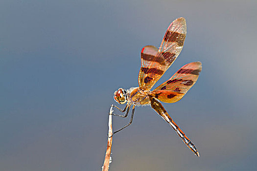 万圣节,蜻蜓,栖息,靠近,湿地