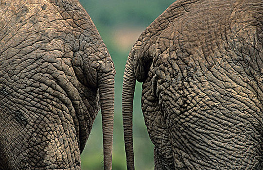 非洲象,臀部,南非