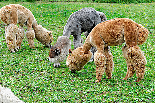 羊驼,饲养,巴登符腾堡,德国,欧洲