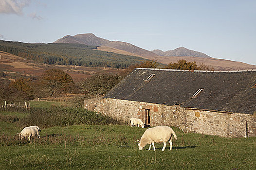 苏格兰,北爱尔郡,荒野,绵羊,阿兰岛