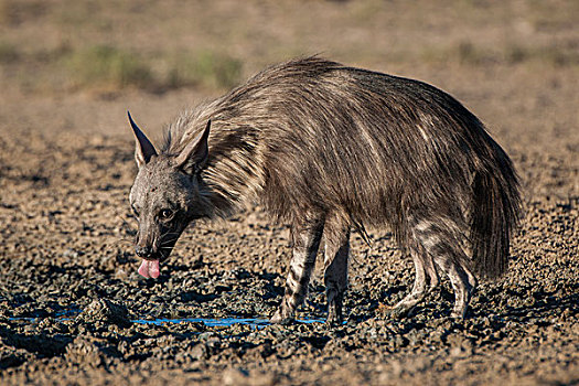 褐色,鬣狗,喝,水潭,卡拉哈迪大羚羊国家公园,北开普,南非,非洲
