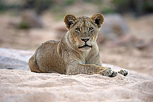 狮子,成年,女性,专注,看,坐,干枯河床,沙子,禁猎区,克鲁格国家公园,南非,非洲