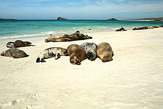 加拉帕戈斯,海狮,加拉帕戈斯海狮,加拉帕戈斯群岛,厄瓜多尔