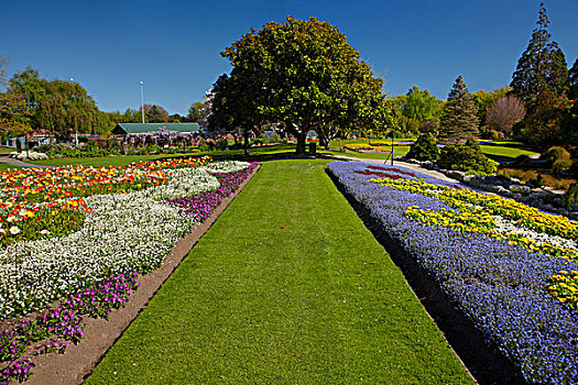 春花,公园,布伦海姆,马尔伯勒,南岛,新西兰