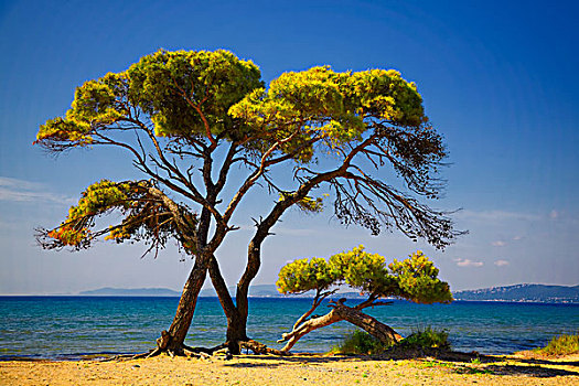 松树,海滩