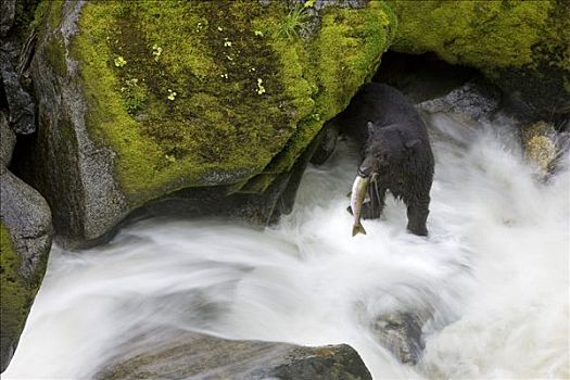 俯视,黑熊,抓住,粉色,三文鱼,溪流,东南阿拉斯加