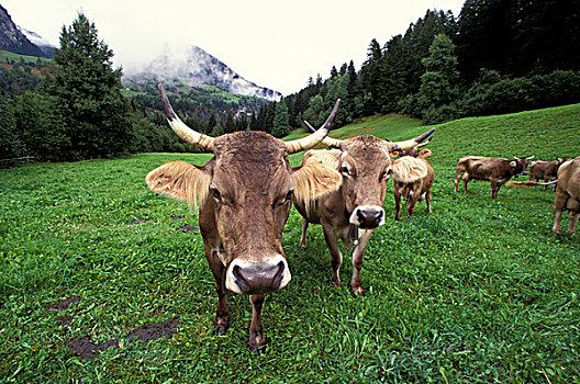 欧盟,瑞士,区域,褐色,母牛