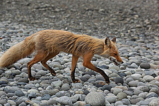 红狐,狐属,啮齿类动物,捕食,嘴,卡特麦国家公园,阿拉斯加