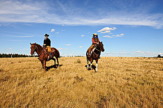 女牛仔,牛仔,骑,草原,萨斯喀彻温,加拿大