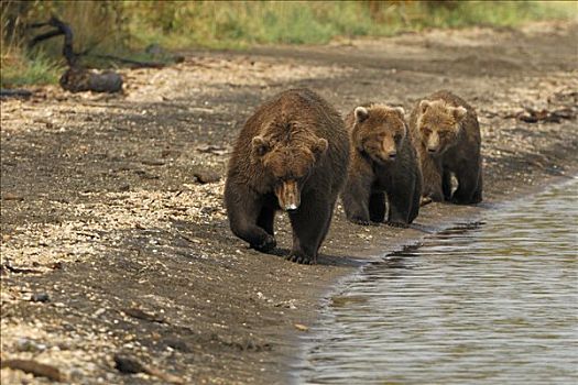 阿拉斯加,棕熊,幼仔,卡特麦国家公园,美国