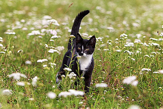 小猫,草丛