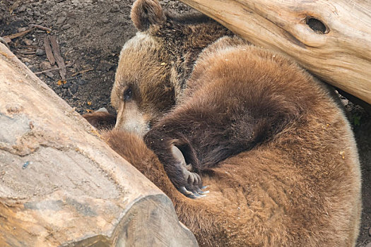 棕熊,睡觉,树干