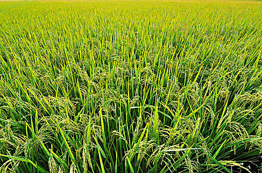 稻田,越南,东南亚