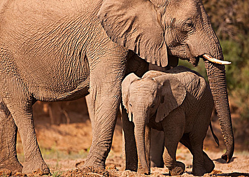 非洲象,母亲,骷髅海岸,纳米布沙漠,纳米比亚