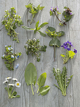 野生药草,荨麻属,野芝麻属