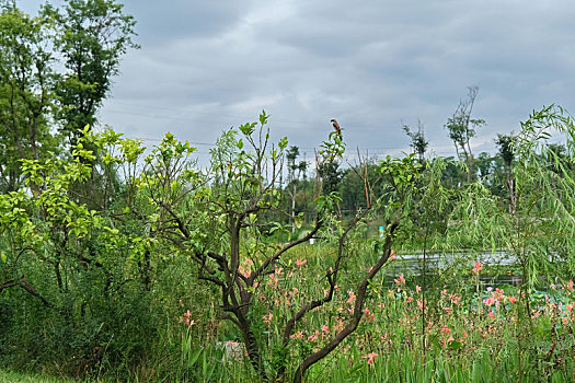 青龙湖湿地公园的枝头小鸟