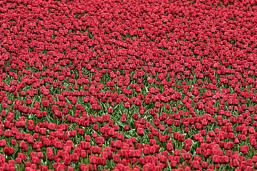 花圃,红色,郁金香,特塞尔,北荷兰,荷兰