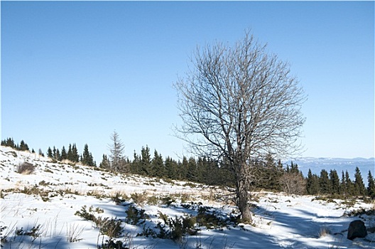冬景,树,雪