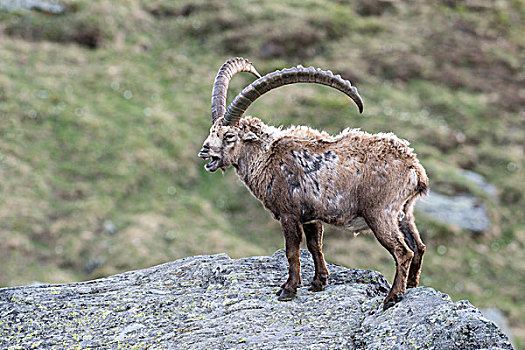 阿尔卑斯野山羊,羱羊,北山羊,高,陶安,国家公园,卡林西亚,奥地利,欧洲