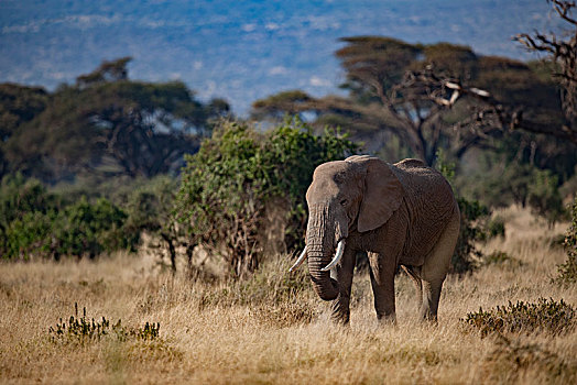 非洲大象101