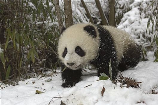 大熊猫,老,幼兽,雪中,卧龙自然保护区,中国