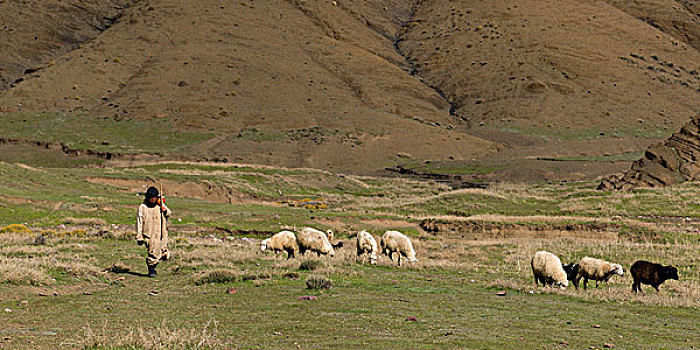 牧羊人,羊群,放牧,山谷,阿特拉斯山脉,摩洛哥
