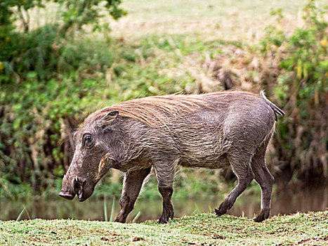 坦桑尼亚,国家公园,疣猪,走