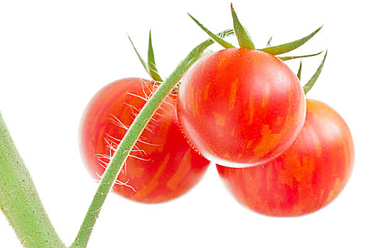 束,西红柿,白色背景,背景