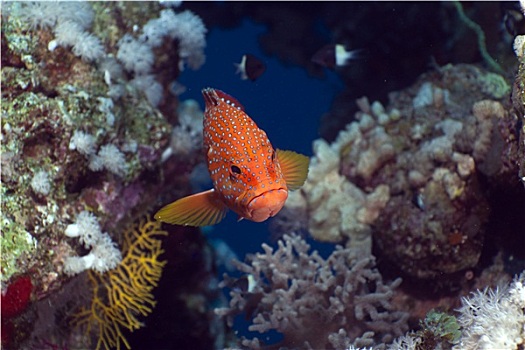 珊瑚,石斑鱼,红海