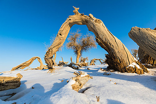 胡杨,怪树林,雪