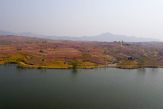 山东蒙阴乡村桃花