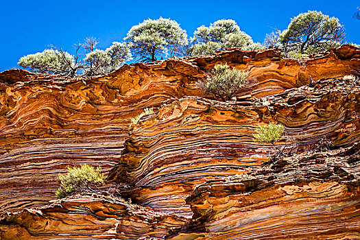 仰视,悬崖,树,环,卡巴里国家公园,西澳大利亚州,澳大利亚