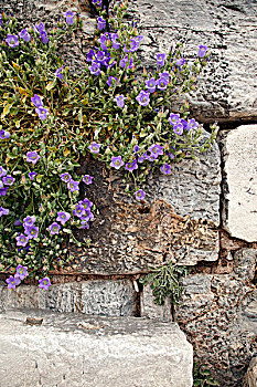 土耳其,墙壁,植物,野风信子