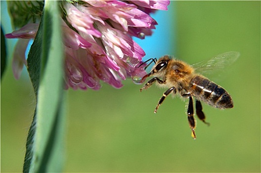 蜜蜂,苜蓿花