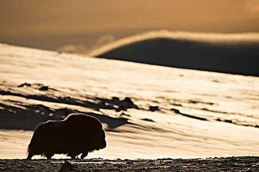 麝牛,逆光,国家公园,挪威,欧洲
