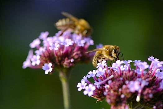 两个,蜜蜂,意大利蜂,花,花蜜