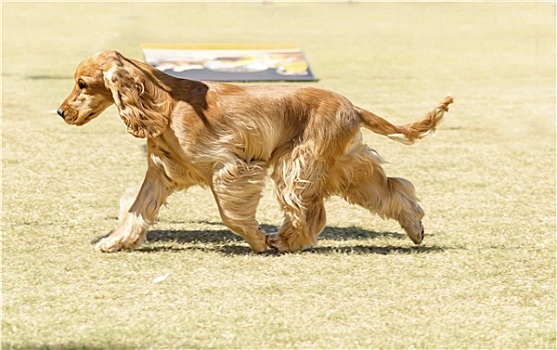 英国,可卡犬