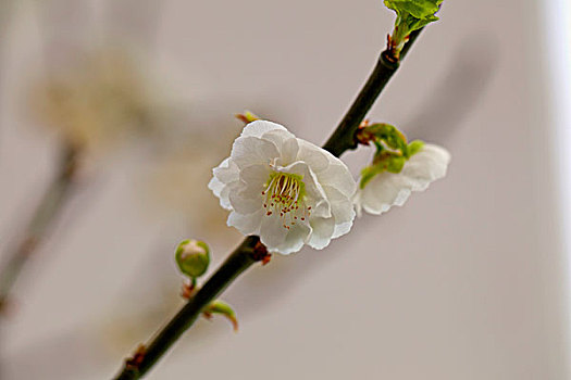 两朵白色的梅花