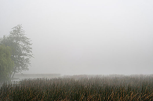 雾气,湖