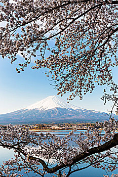 盛开,樱桃树,枝条,富士山,反射,湖,山梨县,日本