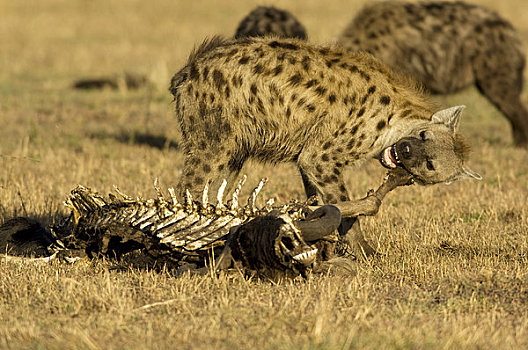 鬣狗,吃,角马,马赛马拉,肯尼亚,非洲