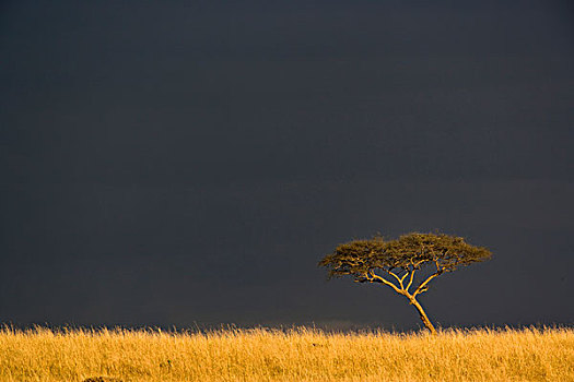 伞,刺槐,日落,雷雨天气,马塞马拉野生动物保护区,肯尼亚