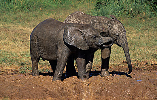 非洲,大象,玩,阿多大象国家公园,南非