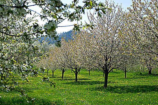 德国,果园,花,苹果树,春天