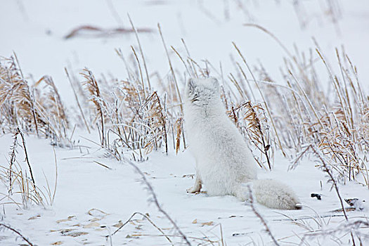 北极狐,保护色,冬天,雪,丘吉尔市,加拿大