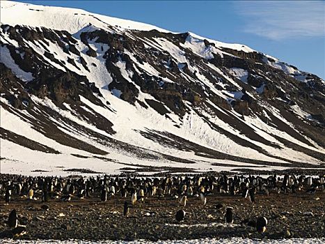 企鹅,阿德利企鹅,生物群,富兰克林,岛屿,南极