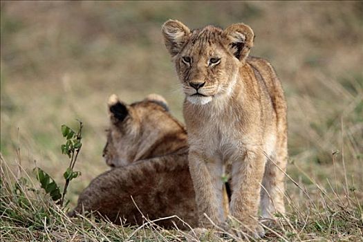 两个,幼狮,狮子,马赛马拉国家保护区,肯尼亚