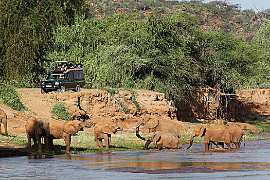 非洲象,牧群,穿过,河,公园,肯尼亚