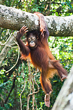 猩猩,悬挂,枝条,婆罗洲,兰卡威,马来西亚